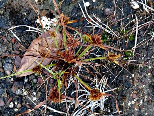 {Cyperus squarrosus}